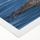 Loon design wall art on rolled canvas showcasing vibrant colors and intricate details, ideal for nature enthusiasts and modern decor. Perfectly packaged for easy display.