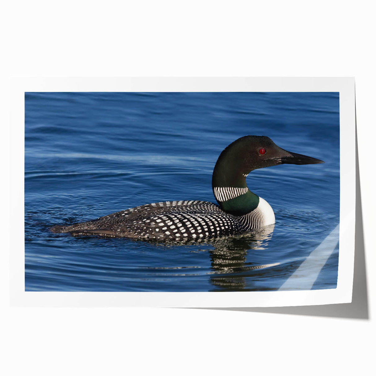 Loon wall art print showcasing a serene lake scene with vibrant colors and intricate details, ideal for nature lovers and home decor enthusiasts.