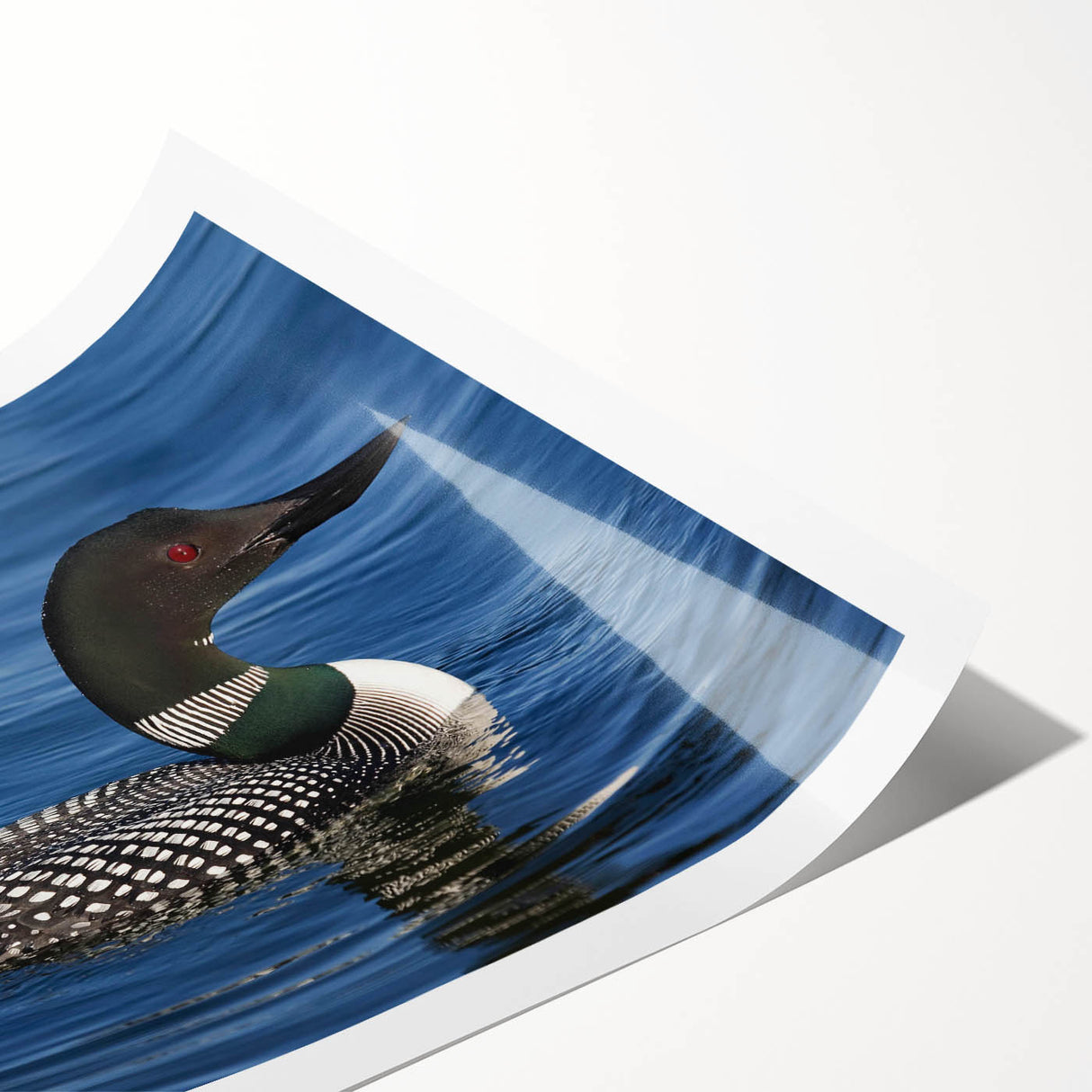 Loon design wall art print featuring vibrant colors and intricate details, rolled and packaged in a protective cardboard tube, perfect for home decor.
