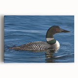 Loon design wall art collection featuring a vibrant, colorful depiction of birds on a stretched canvas, ideal for enhancing modern home décor.