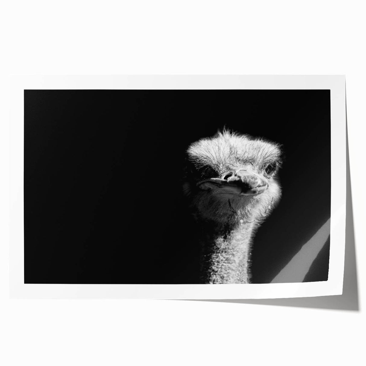 Ostrich-themed wall art design on rolled canvas, showcasing vibrant colors and intricate patterns, ideal for adding a unique touch to home decor.
