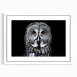 Owl wall art design in a white frame with a mat, showcasing intricate details and vibrant colors, perfect for adding a whimsical touch to home decor.