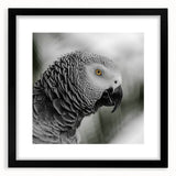 Framed wall art featuring a vibrant parrot design, set in a sleek black frame with a white mat, perfect for enhancing home decor with a tropical touch.