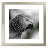 Framed wall art featuring a vibrant design of colorful parrots on a decorative background, set in a sleek silver frame with a white mat, ideal for home decor.