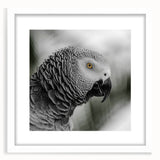 Colorful wall art featuring a vibrant parrot design in a white frame with a mat, ideal for adding a tropical touch to home decor. Perfect for bird lovers and art enthusiasts.