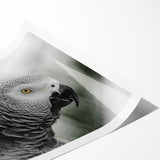 Colorful wall art print showcasing vibrant parrots perched amidst lush tropical foliage, ideal for enhancing home decor with a lively, exotic touch. This rolled artwork adds a playful and nature-inspired element to any space, perfect for bird lovers and tropical themes.