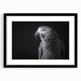 Framed wall art featuring a vibrant parrot design in a black matte frame, showcasing colorful birds against a neutral backdrop, perfect for tropical-themed decor.