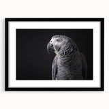 Framed wall art featuring a vibrant parrot design in a black matte frame, showcasing colorful birds against a neutral backdrop, perfect for tropical-themed decor.
