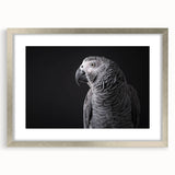 Framed wall art featuring a vibrant design of colorful parrots, set in a sleek silver frame with a matte finish, ideal for enhancing home decor.