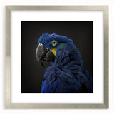 Framed wall art collection featuring vibrant parrot designs in silver matting, perfect for adding a tropical touch to home decor. Ideal for nature enthusiasts and bird lovers.
