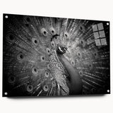 Vibrant peacock design wall art collection displayed in an acrylic glass frame, showcasing intricate details and vibrant colors, ideal for modern home decor.