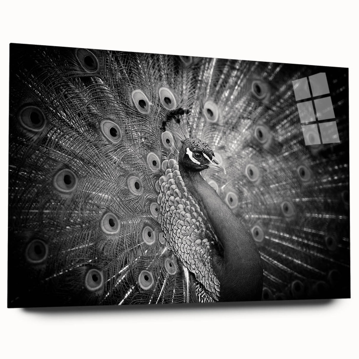 Elegant peacock design wall art showcased in a sleek acrylic frame, featuring vibrant colors and intricate details, perfect for enhancing modern decor.