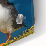 Close-up of a vibrant puffin wall art design on acrylic glass, showcasing intricate colors and details, ideal for adding a coastal and artistic touch to home decor.