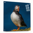 Side view of a vibrant acrylic glass wall art piece featuring a colorful puffin design, elegantly displayed with decorative pins against a neutral backdrop, ideal for modern decor.