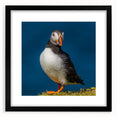 Framed wall art featuring a vibrant puffin design in a black frame with a mat, showcasing colorful birds against a minimalist backdrop, ideal for modern decor.