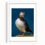 Framed wall art featuring a colorful puffin design on a white background, showcasing vibrant details and a modern aesthetic, perfect for nature-themed decor.