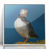 Framed acrylic wall art featuring a vibrant puffin design with a white border, perfect for adding a colorful coastal touch to any interior decor.