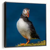 Framed canvas wall art featuring a vibrant puffin design in a sleek black frame, showcasing detailed bird illustrations against a neutral background, perfect for modern decor.