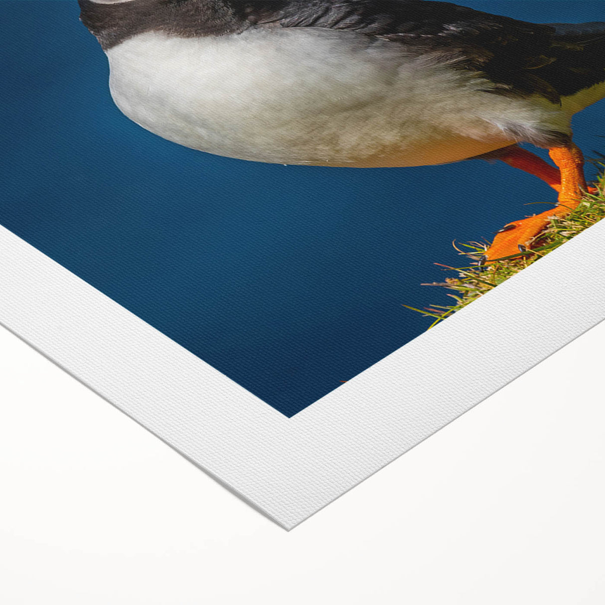 Colorful rolled canvas wall art depicting a pair of puffins against a vibrant background, showcasing intricate details and textures, ideal for nature enthusiasts and home decor.