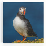 Colorful puffin bird wall art design printed on stretched canvas, showcasing vibrant hues and intricate details, ideal for enhancing home decor or office spaces.