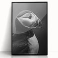 Framed wall art featuring a colorful puffin design on a black background, showcasing intricate details and vibrant hues, perfect for nature enthusiasts and home decor.
