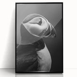 Framed wall art featuring a colorful puffin design on a black background, showcasing intricate details and vibrant hues, perfect for nature enthusiasts and home decor.