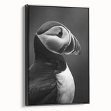 Framed canvas wall art featuring a vibrant puffin design, showcasing rich colors and intricate details, set against a sleek black frame for modern decor.