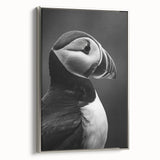 Framed canvas wall art showcasing a vibrant puffin design in a silver frame, ideal for coastal-themed decor, adding a splash of color to any room.