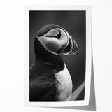 Puffin-themed wall art print showcasing vibrant colors and intricate design details, rolled and ready for framing or display, perfect for bird lovers and art enthusiasts.
