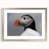 Framed wall art featuring a vibrant puffin design with a silver matting, perfect for coastal-themed decor, showcasing detailed illustration and bright colors.