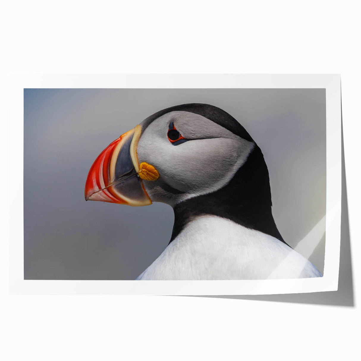 Colorful puffin design wall art print showcasing intricate details and vibrant hues, rolled and ready for framing, perfect for nature enthusiasts and home decor.