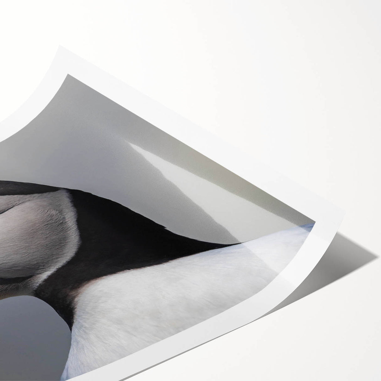 Puffin wall art collection print showcasing colorful birds in a vibrant, artistic design, rolled and ready for display in any home decor setting.