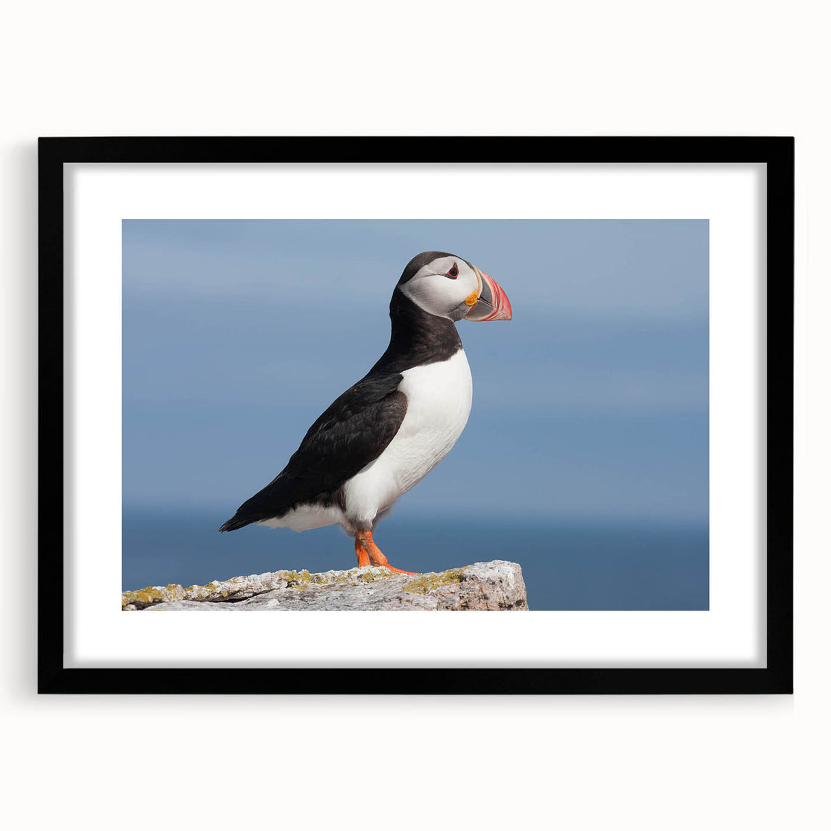 Framed wall art featuring a vibrant puffin design, displayed in a sleek black frame with a white mat, perfect for bird lovers and modern decor enthusiasts.