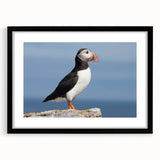 Framed wall art featuring a vibrant puffin design, displayed in a sleek black frame with a white mat, perfect for bird lovers and modern decor enthusiasts.