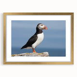 Framed wall art featuring a vibrant puffin design, showcased in a gold frame with a white mat, ideal for enhancing modern home decor. Perfect for bird lovers.