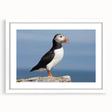 Framed wall art featuring a colorful puffin design, set against a white mat and frame, ideal for nature lovers and coastal-themed decor. Perfect for brightening up any room.