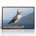 Framed wall art featuring a vibrant puffin design, showcasing detailed colors and textures, set against a sleek black frame, perfect for modern decor.