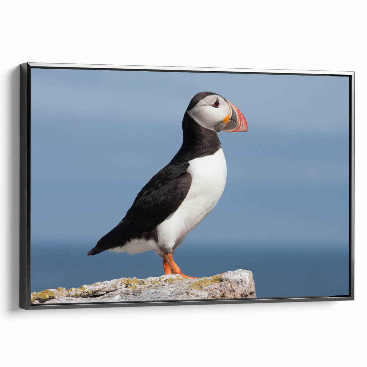 Framed canvas wall art showcasing a vibrant puffin design, set against a sleek black frame, ideal for modern home decor. The side view highlights its elegant finish and artistic details, perfect for nature enthusiasts and art collectors.