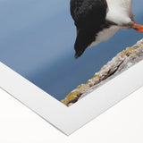 Colorful rolled canvas wall art featuring a vibrant puffin design, showcasing intricate details and textures, ideal for modern home decor and bird enthusiasts.