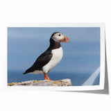 Colorful puffin wall art design showcasing vibrant birds against a serene backdrop, presented as a rolled print for easy framing and display. Ideal for nature lovers and home decor enthusiasts.