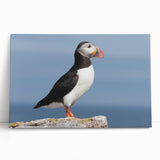 Vibrant puffin wall art design on stretched canvas, showcasing colorful birds against a soft background, perfect for coastal-themed home decor. Ideal for nature lovers seeking unique art pieces.