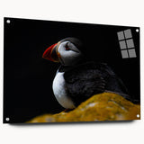 Colorful puffin wall art collection displayed in acrylic glass frame, showcasing vibrant bird designs with pins for easy hanging, perfect for home decor.