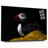 Colorful puffin wall art collection displayed in a sleek acrylic frame, showcasing vibrant bird designs against a minimalist background, ideal for modern decor.