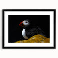 Framed wall art featuring a colorful puffin design with a black frame and mat, ideal for coastal-themed decor, enhancing any living space with vibrant visuals.
