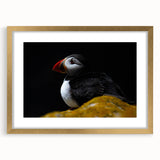 Framed wall art showcasing a vibrant puffin design, featuring a gold frame and matting, ideal for enhancing home decor with a touch of nature.