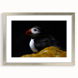 Framed wall art featuring a colorful puffin design, elegantly presented with a silver mat and frame, ideal for enhancing home decor with a touch of nature.