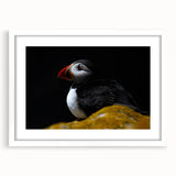 Framed wall art featuring a vibrant puffin design in a white mat and frame, showcasing colorful birds against a clean backdrop, ideal for home decor.