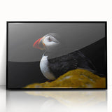 Framed wall art featuring a vibrant puffin design, displayed in a sleek black frame, showcasing colorful birds in a modern, stylish setting, perfect for home decor.