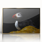 Framed wall art featuring a stunning puffin design with gold accents, displayed in an elegant acrylic frame that enhances its vibrant colors and intricate details.