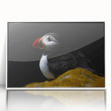 Framed wall art featuring a vibrant puffin design on a textured background, showcased in a sleek white frame, ideal for enhancing modern home decor.